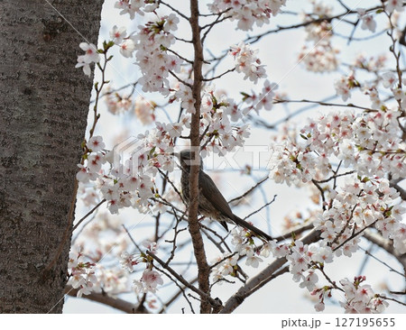 桜の木にとまるヒヨドリ 127195655