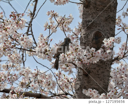 桜の木にとまるヒヨドリ 127195656