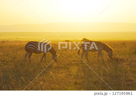 朝焼けのなかのグラントシマウマ 127195961