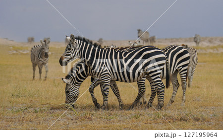 グラントシマウマ 127195964