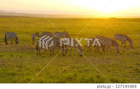 朝焼けのなかのグラントシマウマ 127195969