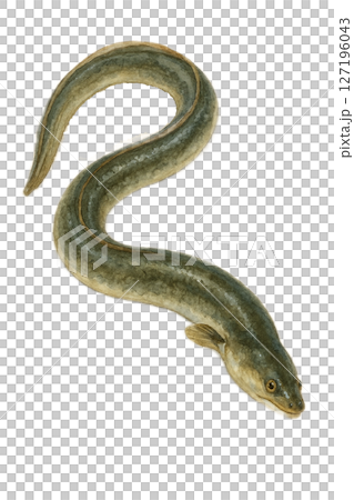 鰻魚圖 127196043