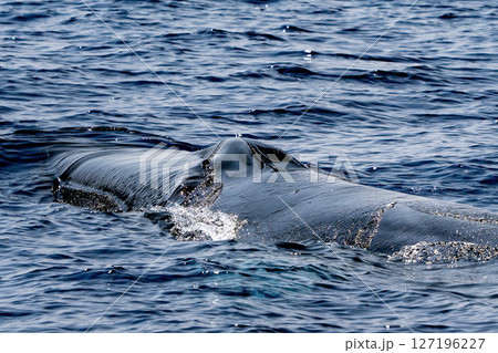 fin whale in mediterranean detail of blowhole fin whale in mediterranean detail of blowhole 127196227