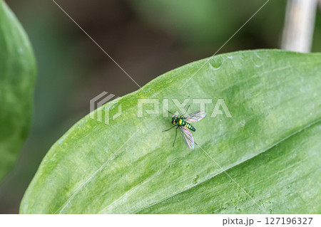 アシナガバエ 127196327