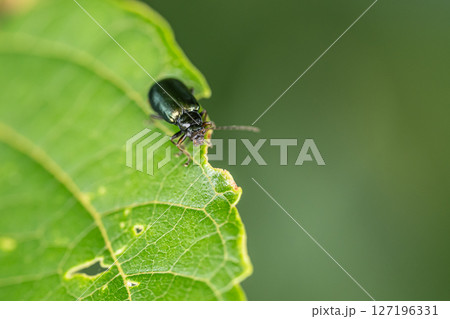 クワハムシ 127196331