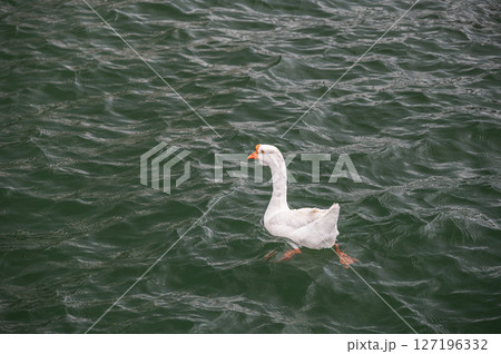 ガチョウ　琵琶湖大津港　滋賀県大津市 127196332