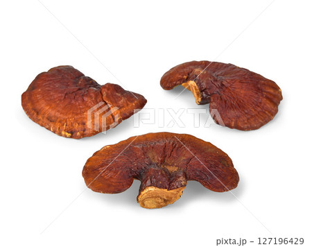Lingzhi Mushroom Ganoderma Lucidum Isolated on white background. Lingzhi Mushroom Ganoderma Lucidum Isolated on white background. 127196429