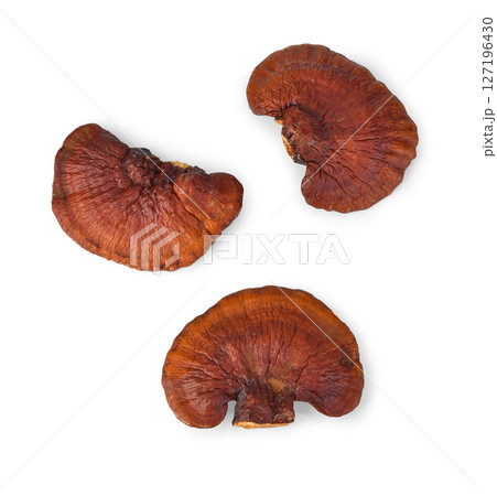 Lingzhi Mushroom Ganoderma Lucidum Isolated on white background. 127196430