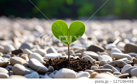 Young green seedling sprouting from soil in nature signifies new life and growth 127196498