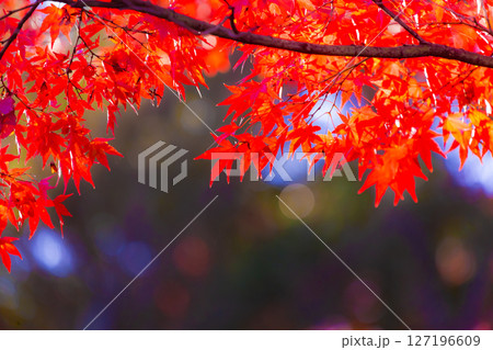真っ赤なもみじアップ 127196609