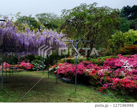 福岡で人気の糸島で1年に1度のツツジ祭を楽しむ 福岡で人気の糸島で1年に1度のツツジ祭を楽しむ 127196998