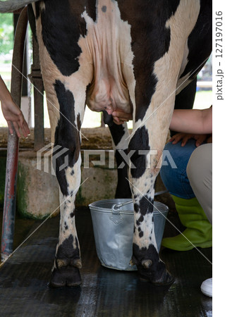 Farmer are  milking a cows by hand. 127197016