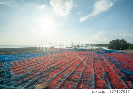 shrimp paste drying in the sun on a blue cloth., Thai tradition food shrimp paste drying in the sun on a blue cloth., Thai tradition food 127197017