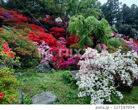 福岡で人気の糸島でツツジ園を散策 福岡で人気の糸島でツツジ園を散策 127197054