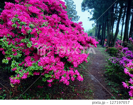 福岡で人気の糸島でツツジ園を散策 福岡で人気の糸島でツツジ園を散策 127197057