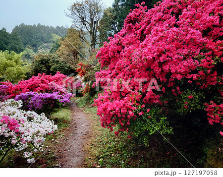 福岡で人気の糸島でツツジ園を散策 福岡で人気の糸島でツツジ園を散策 127197058