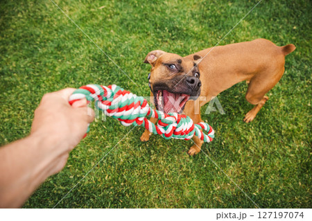 Funny brown Boxer dog with wide eyes and open mouth excitedly pulls on a colorful rope toy during an energetic outdoor game on green grass Funny brown Boxer dog with wide eyes and open mouth excitedly pulls on a colorful rope toy during an energetic outdoor game on green grass 127197074
