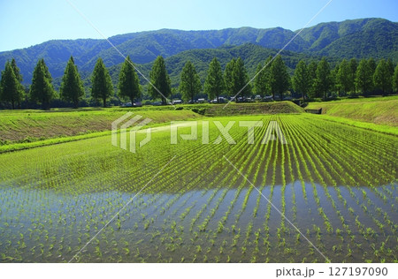 メタセコイヤ並木と田植え後の田んぼ メタセコイヤ並木と田植え後の田んぼ 127197090