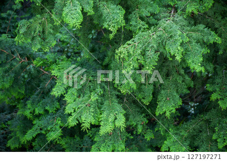 俯瞰で見るヒノキの枝先 俯瞰で見るヒノキの枝先 127197271