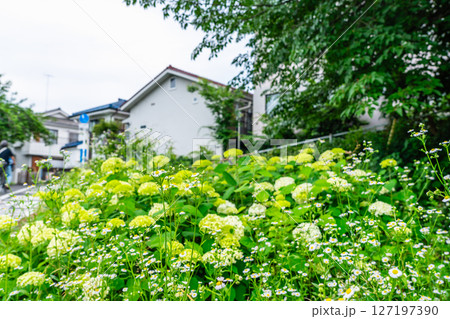 アジサイとハルジオンが咲く住宅街 アジサイとハルジオンが咲く住宅街 127197390