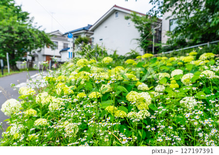 アジサイとハルジオンが咲く住宅街 127197391