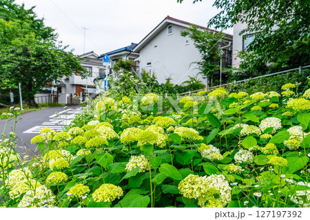 アジサイとハルジオンが咲く住宅街 127197392