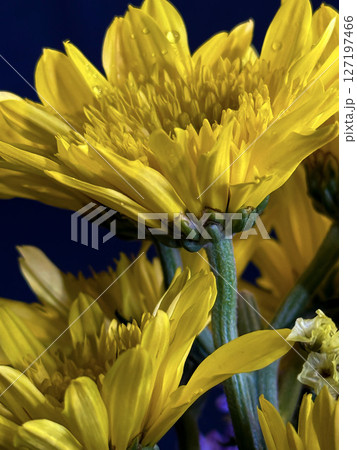 Macro Shot of Yellow Flowers on Dark Background Macro Shot of Yellow Flowers on Dark Background 127197466