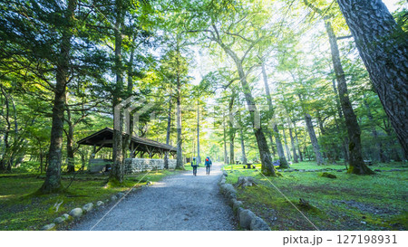 夏の上高地・小梨平キャンプ場の自然風景　朝日射しこむカラマツ林を歩く【長野県・松本市】 127198931