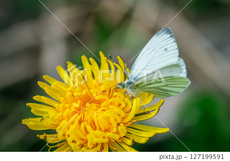 A white butterfly on a dandelion 127199591