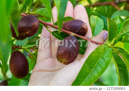 Nectarine tree with unripe fruits growing in the orchard. 127200061