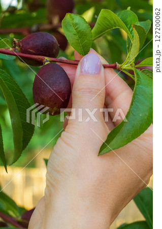 Nectarine tree with unripe fruits growing in the orchard. Nectarine tree with unripe fruits growing in the orchard. 127200062