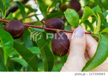 Nectarine tree with unripe fruits growing in the orchard. Nectarine tree with unripe fruits growing in the orchard. 127200063
