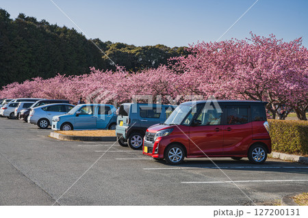 磐田市にある兎山公園の河津桜の風景(静岡県) 127200131