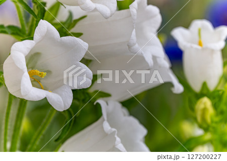 満開の白い釣鐘草 127200227