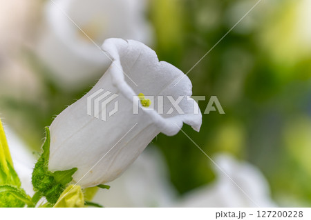 白い釣鐘草 127200228