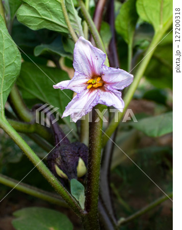 Eggplant flower blooms in the garden, eggplant flower stalk hangs on its bush Eggplant flower blooms in the garden, eggplant flower stalk hangs on its bush 127200318