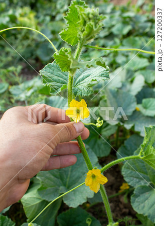 Farmer holds melon flowers and shows them to camera 127200337