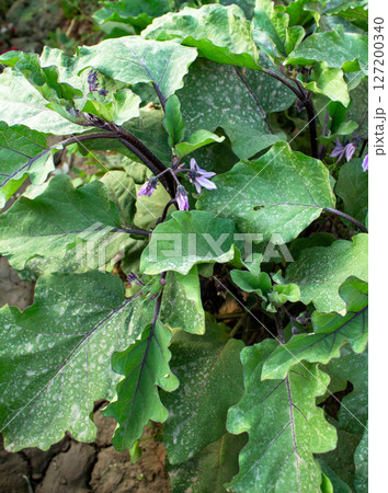 Eggplant flower blooms in the garden, eggplant flower stalk hangs on its bush Eggplant flower blooms in the garden, eggplant flower stalk hangs on its bush 127200340