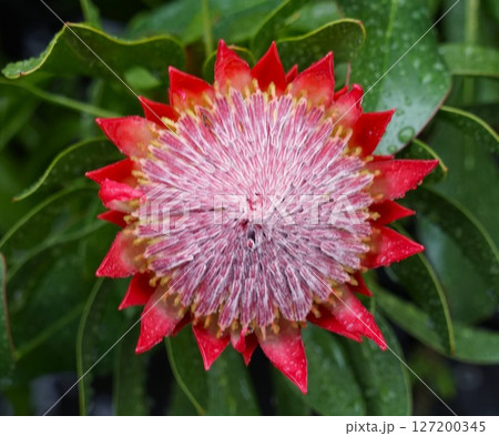 赤とピンクのプロテアの花 赤とピンクのプロテアの花 127200345