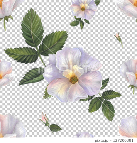 Beautiful seamless watercolor floral pattern, spring summer background, dog rose, isolated on white background, hand drawn Beautiful seamless watercolor floral pattern, spring summer background, dog rose, isolated on white background, hand drawn 127200391