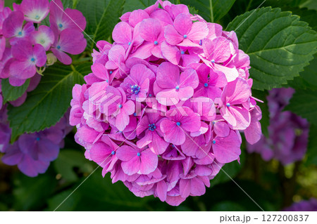 多数の装飾花を備えるアジサイの手毬咲きの花の花房をクローズアップで撮影した写真 多数の装飾花を備えるアジサイの手毬咲きの花の花房をクローズアップで撮影した写真 127200837