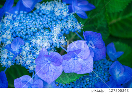 青いガクアジサイ 127200848