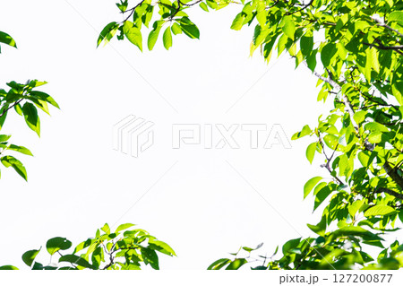 爽やかな新緑イメージ素材　背景　フレーム 127200877