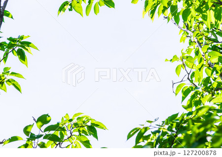 爽やかな新緑イメージ素材　背景　フレーム 127200878