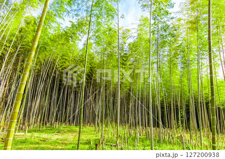 新緑の竹林 127200938