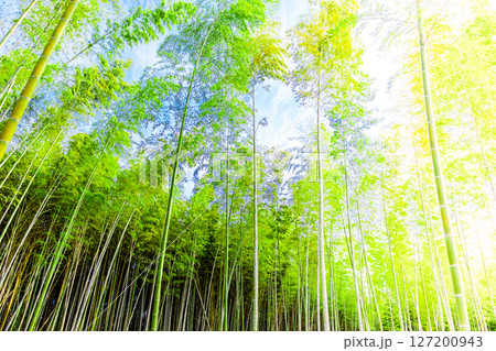 朝日を受ける新緑の竹林 127200943