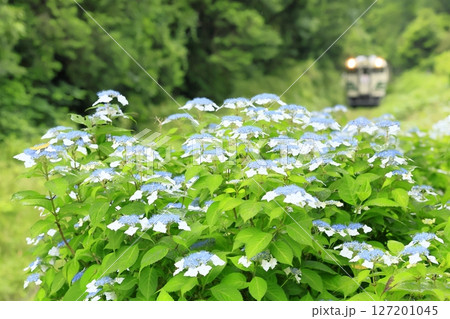 初夏の小湊鉄道 初夏の小湊鉄道 127201045
