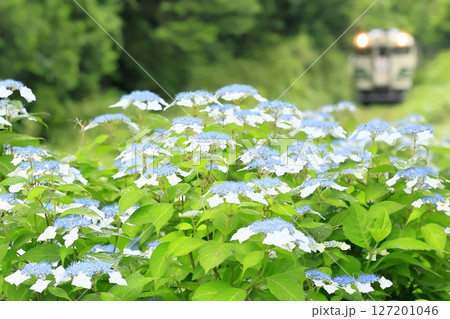 初夏の小湊鉄道 127201046