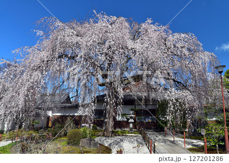 青空に映える本満寺の枝垂れ桜 青空に映える本満寺の枝垂れ桜 127201286