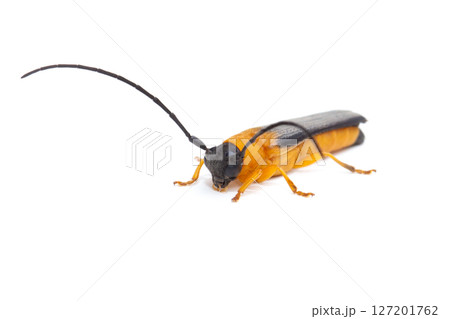 リンゴカミキリ(斜め) リンゴカミキリ(斜め) 127201762